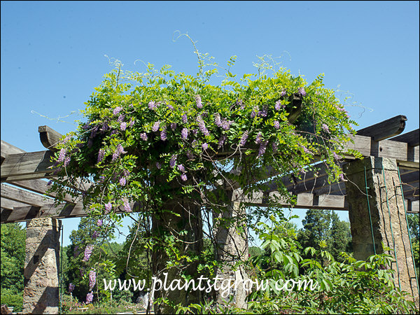 An old plant growing on a Pergola. (June 19)